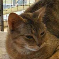 Photo of Jewell ** 2nd Chance Cat Rescue  **