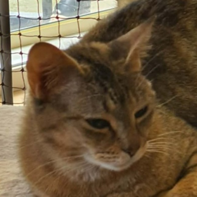 Photo of Jewell ** 2nd Chance Cat Rescue  **