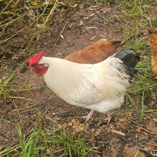 Henry the Rooster -  Chicken