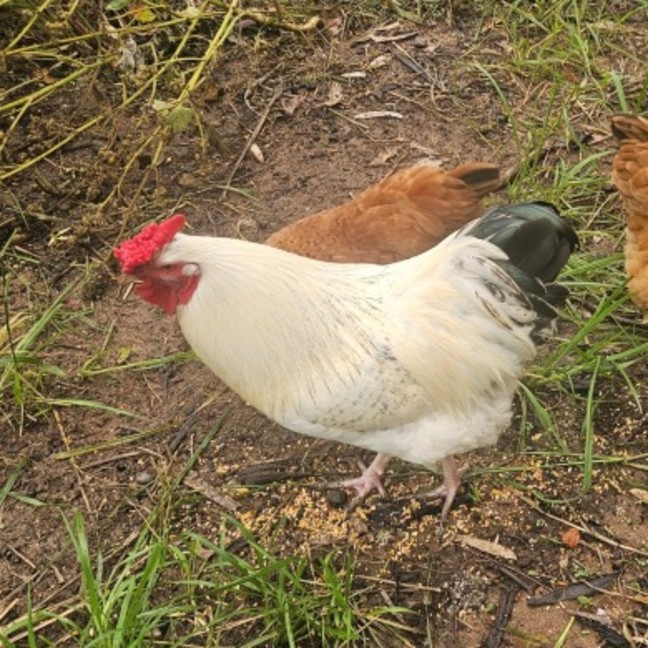 Photo of Henry The Rooster