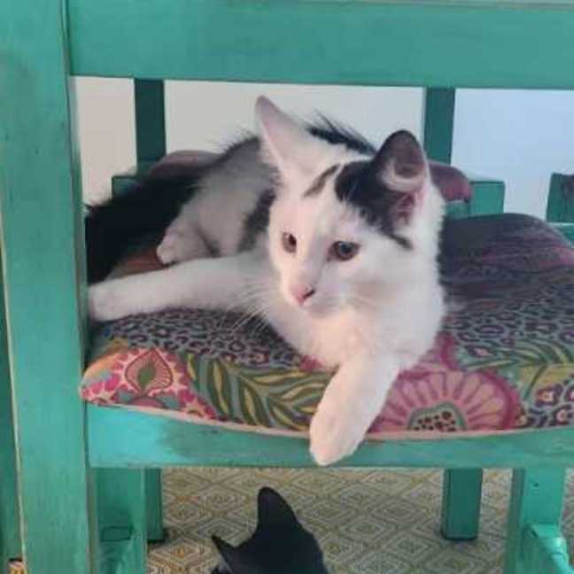 Photo of Charlie