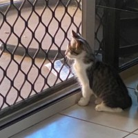 Photo of Sparrow
