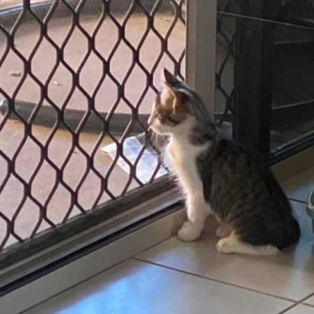Photo of Sparrow