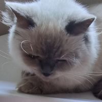 Photo of Mellow
