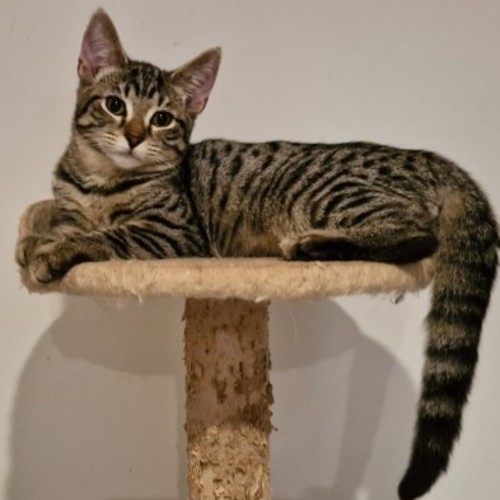 M&M - Domestic Short Hair (DSH) Cat