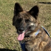 Photo of Harley