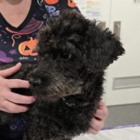 Photo of Charlie 2.0