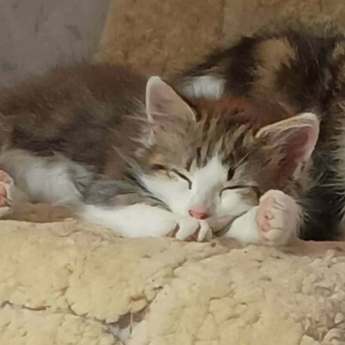 Matteo - Domestic Medium Hair (DMH) Cat