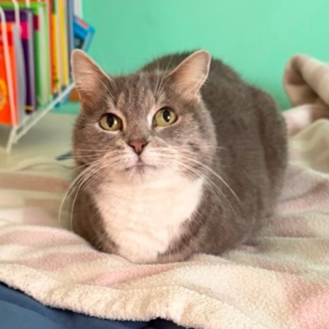 Photo of Pickles