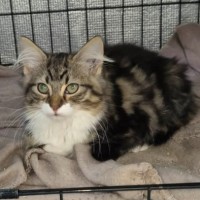 Photo of Ren **2nd Chance Cat Rescue **