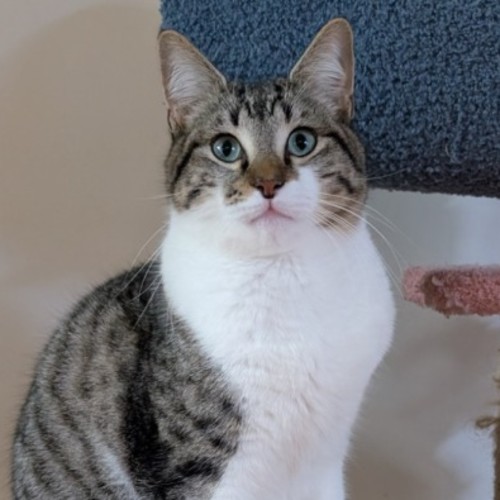 Austin - Domestic Short Hair (DSH) Cat