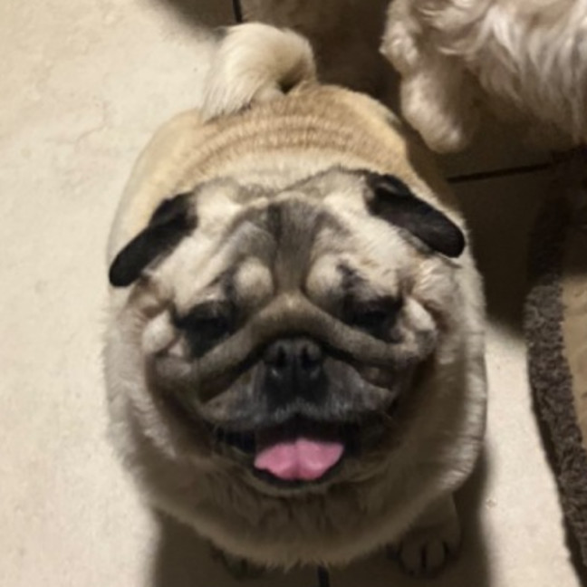 Photo of Darcy 