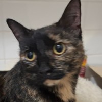 Photo of Star