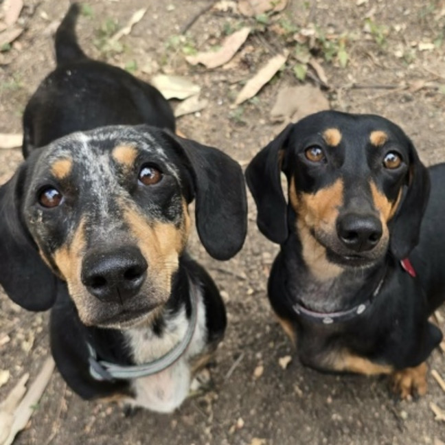 Photo of Sadie And Lacey