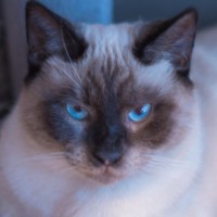 Photo of Levi ^^Dandy Cat Rescue^^