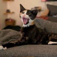 Photo of Sushi