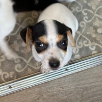 Photo of Thaddeus