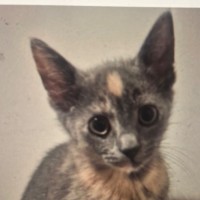 Photo of Lyra Meet Me@Keysborough Petstock Store