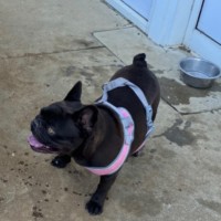 Photo of Stella 