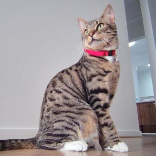 Rocky - Domestic Short Hair (DSH) Cat