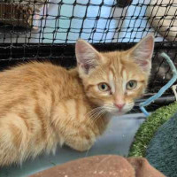 Photo of Brioche ** 2nd Chance Cat Rescue**