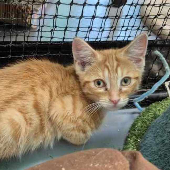 Photo of Brioche ** 2nd Chance Cat Rescue**