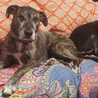 Photo of Misty And Boss