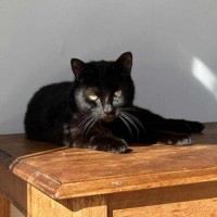 Photo of Twisty   In Foster Care In Thornbury