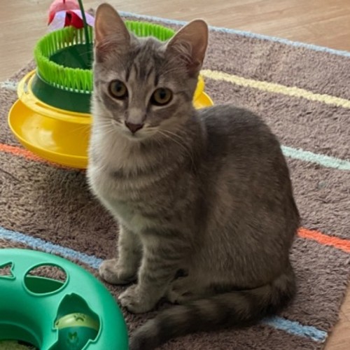 $250 Peppa - Domestic Short Hair (DSH) Cat