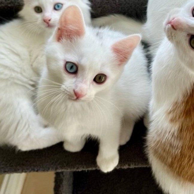 Photo of 💜Greyson 💜