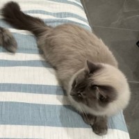 Photo of Bella