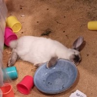 Photo of Rupert