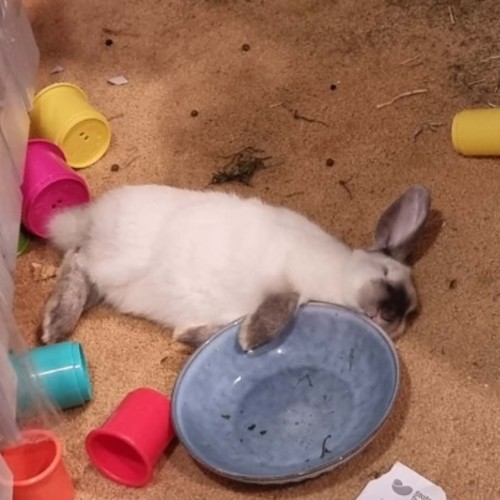 Rupert - Californian Rabbit