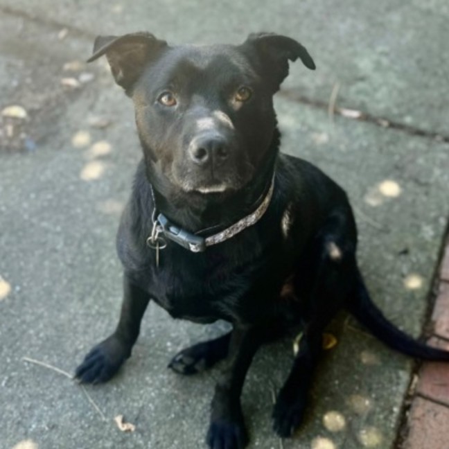 Photo of Gilian*** Crate, Toilet And House Trained