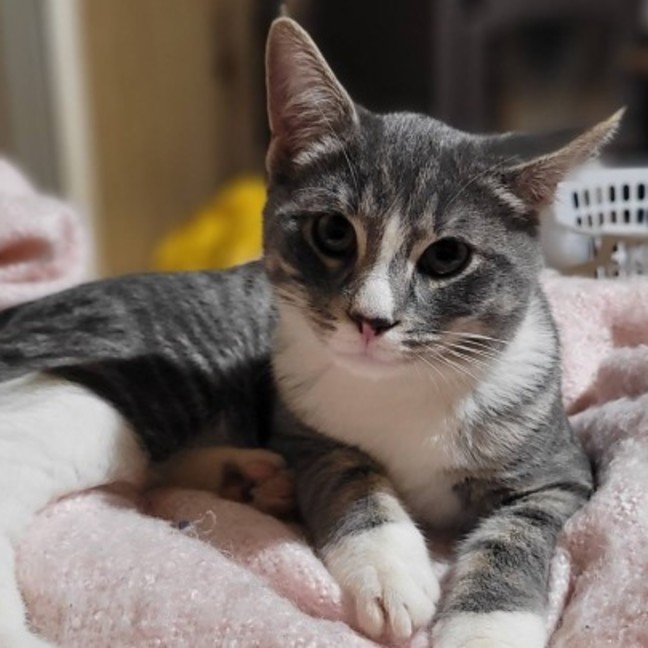 Photo of Sir Whiskerface