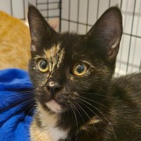 Photo of Tillie