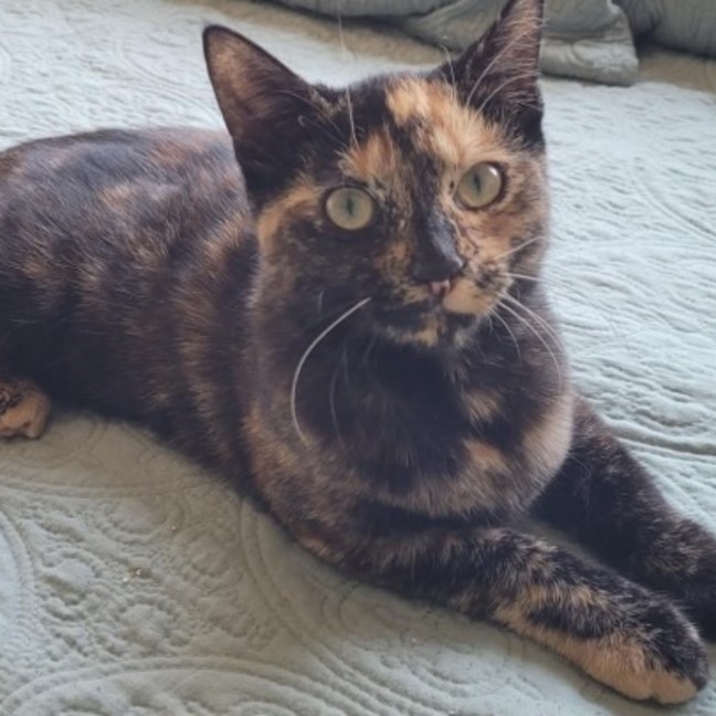 Photo of Meowmeow