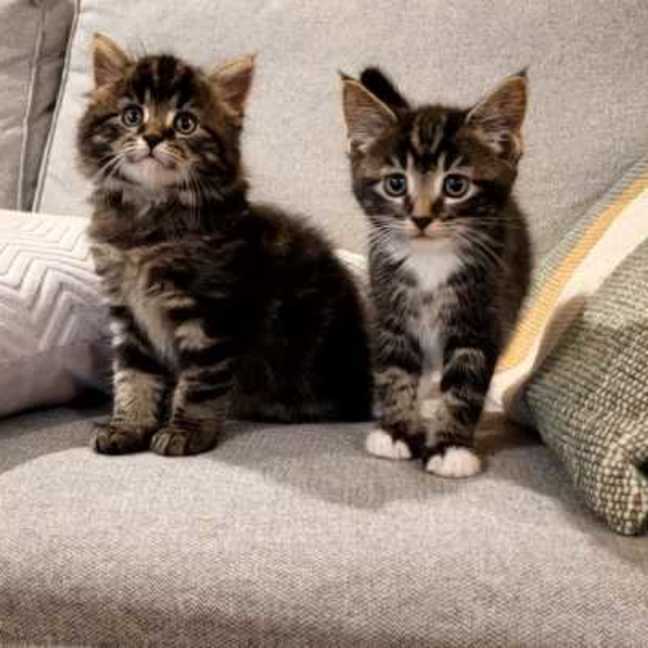 Photo of Valentino & Sebastian
