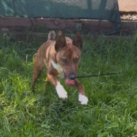 Photo of Vixen