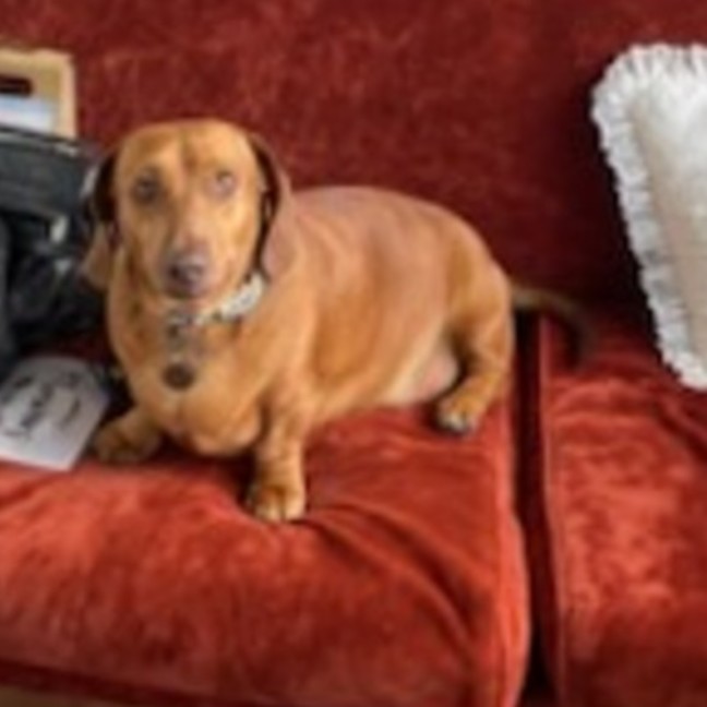 Photo of Pickles
