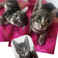 Photo of Romeo