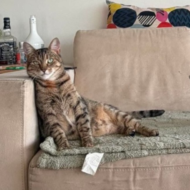 Photo of Amber