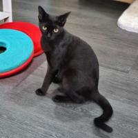 Photo of Zorro