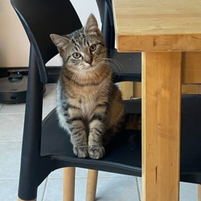 Photo of Chico   Located In Bentleigh East