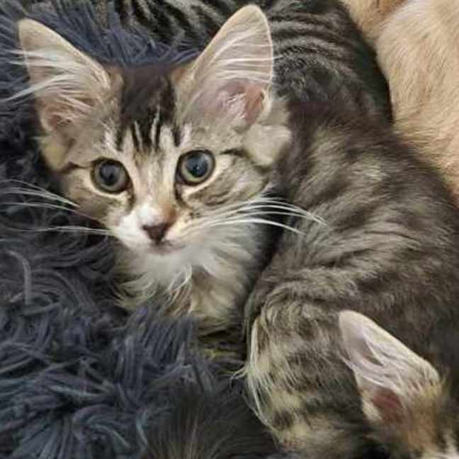 Photo of Swanny**2nd Chance Cat Rescue**