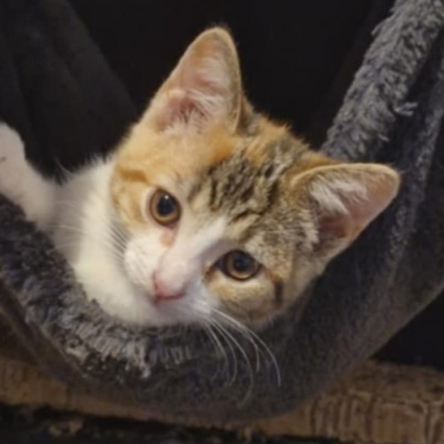 Photo of Lila 🌈☀️