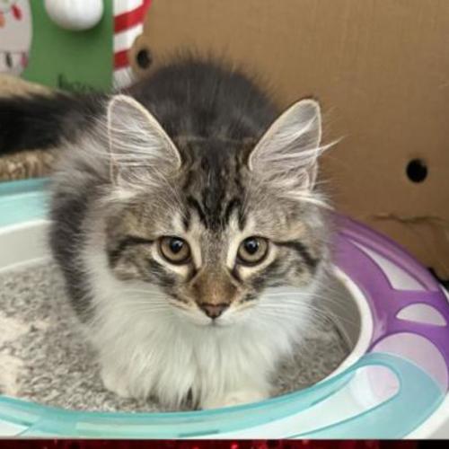 Charlotte - Domestic Medium Hair (DMH) Cat