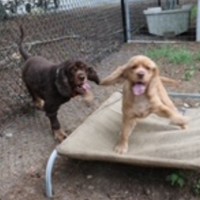 Photo of Dusty & Misty