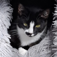 Photo of Johnny Cash**2nd Chance Cat Rescue