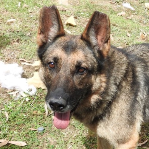 Maxi - German Shepherd Dog